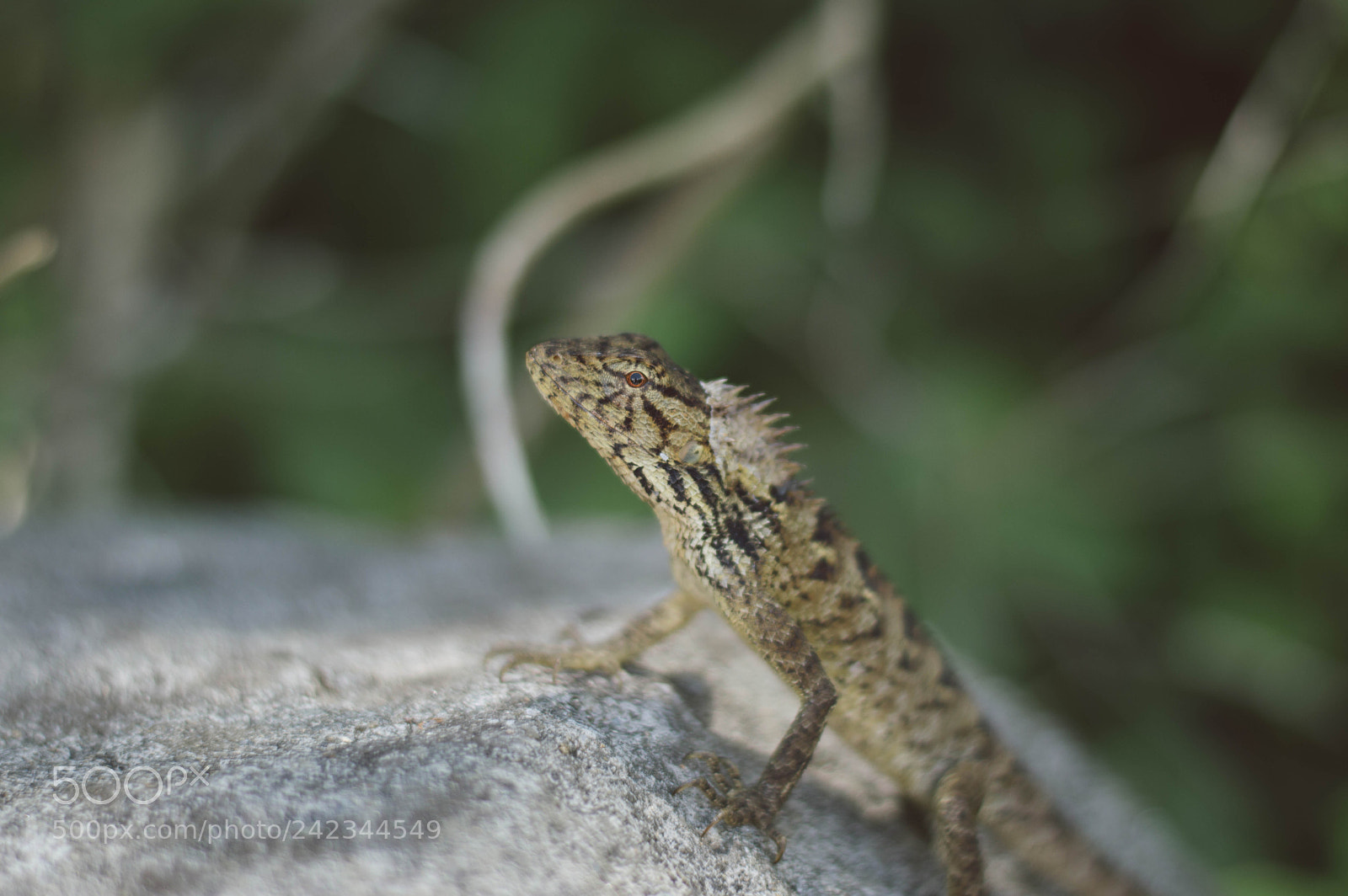 Nikon D3200 sample photo. Lizard2 photography