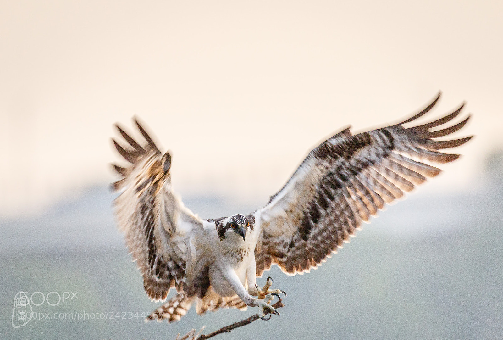 Canon EOS 7D Mark II sample photo. Landing photography