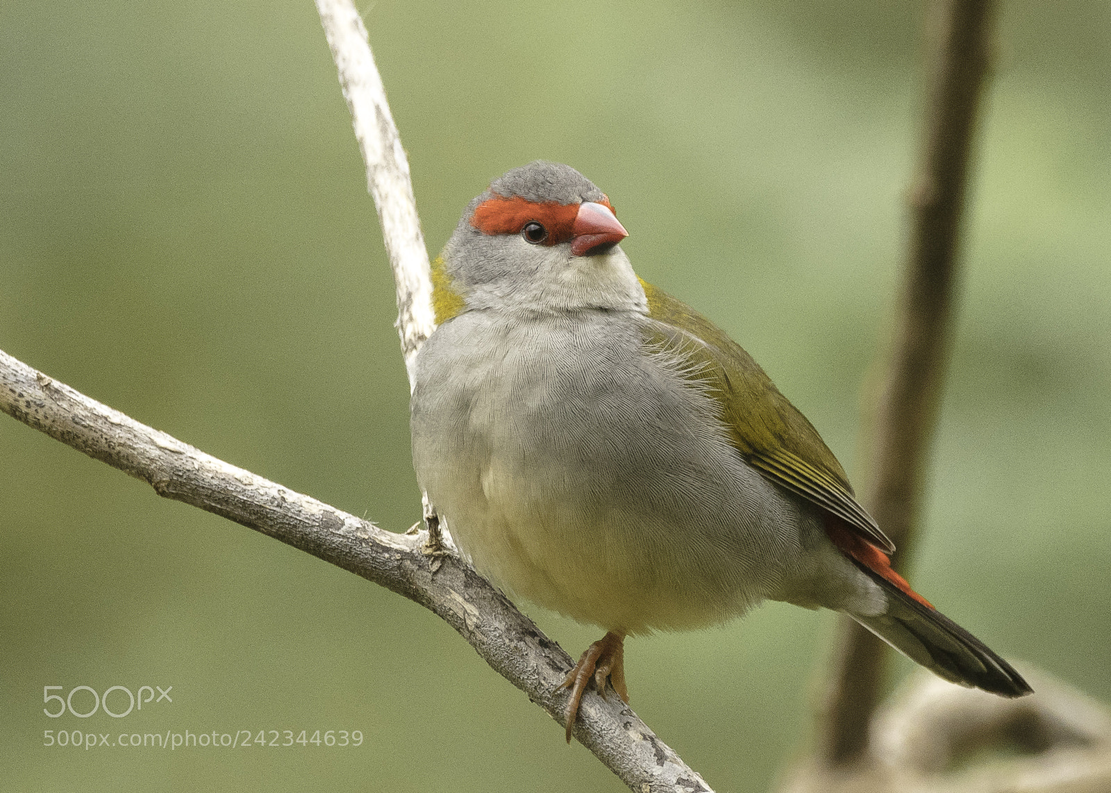 Canon EOS 5DS sample photo. Red-browed firetail photography
