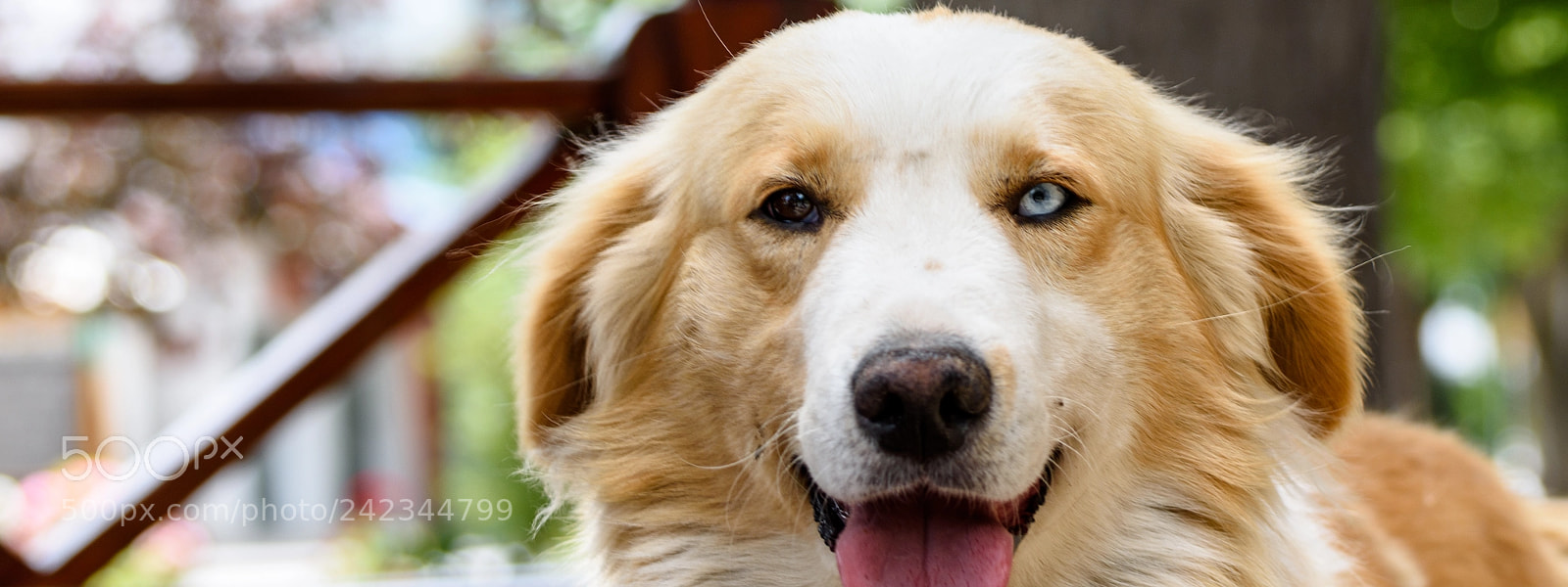Nikon D7200 sample photo. Heterochromia photography