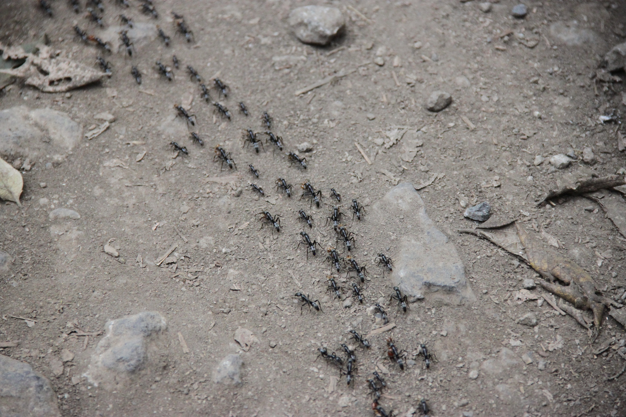 Canon EOS 500D (EOS Rebel T1i / EOS Kiss X3) sample photo. Ants cross the road photography