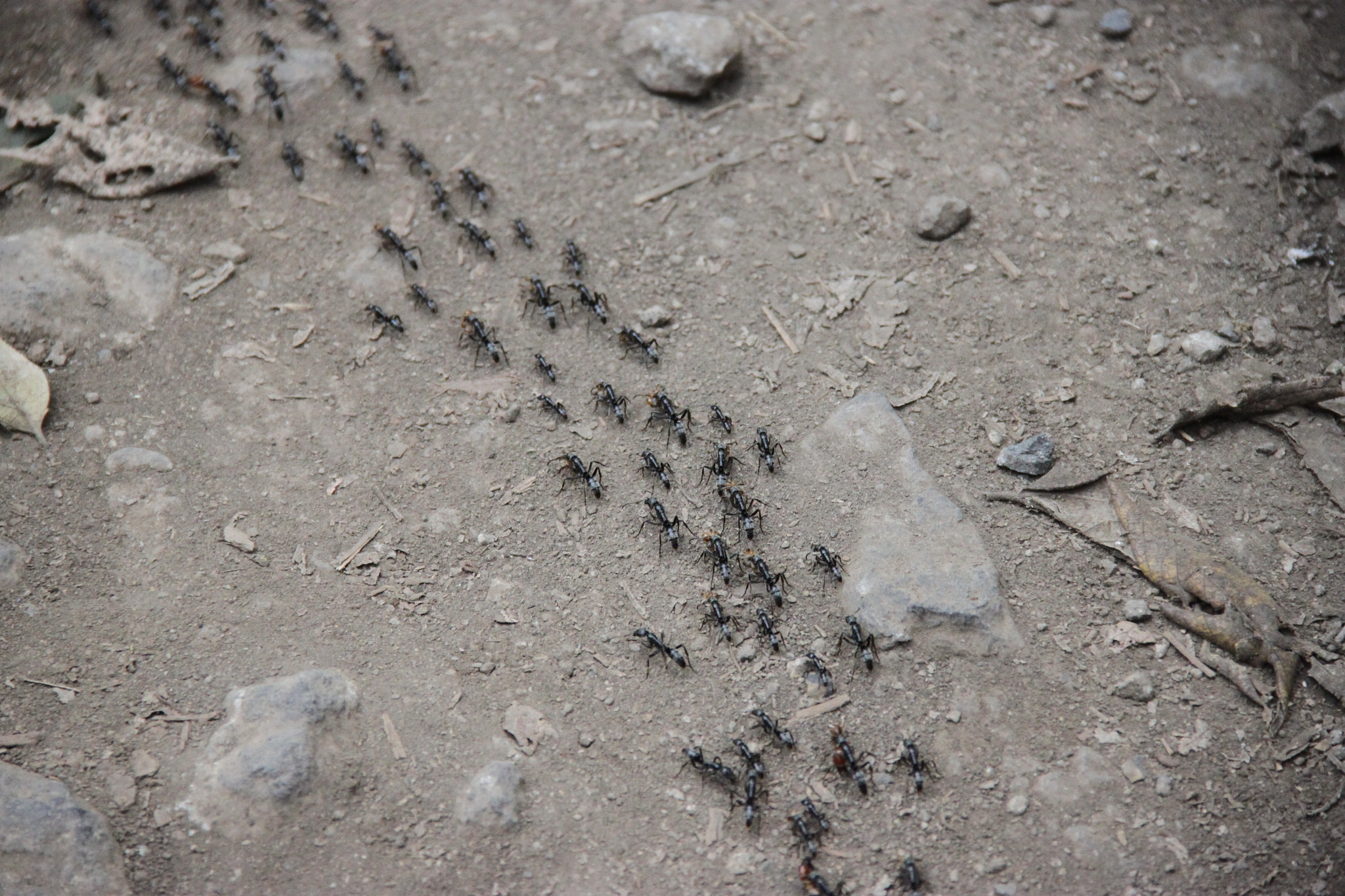 Canon EF-S 18-135mm F3.5-5.6 IS sample photo. Ants cross the road photography
