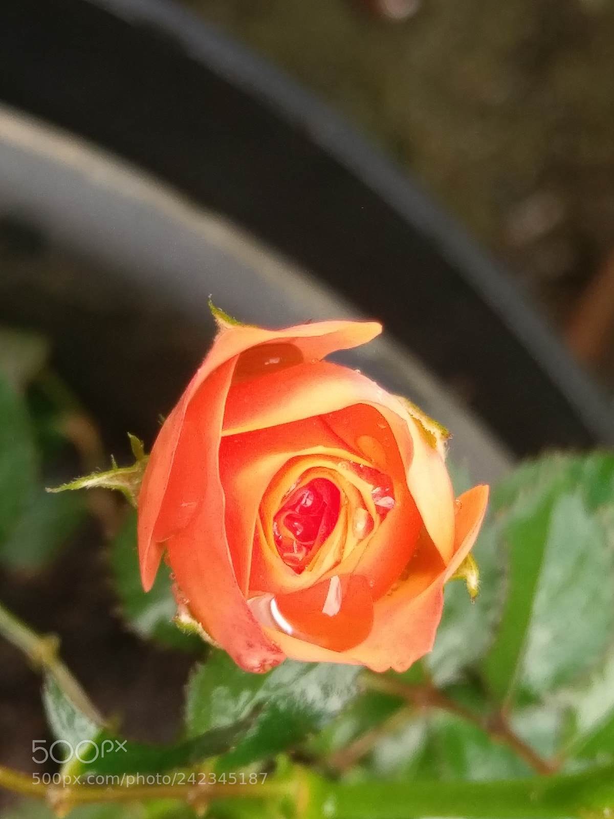 HTC 10 sample photo. Untitled photography