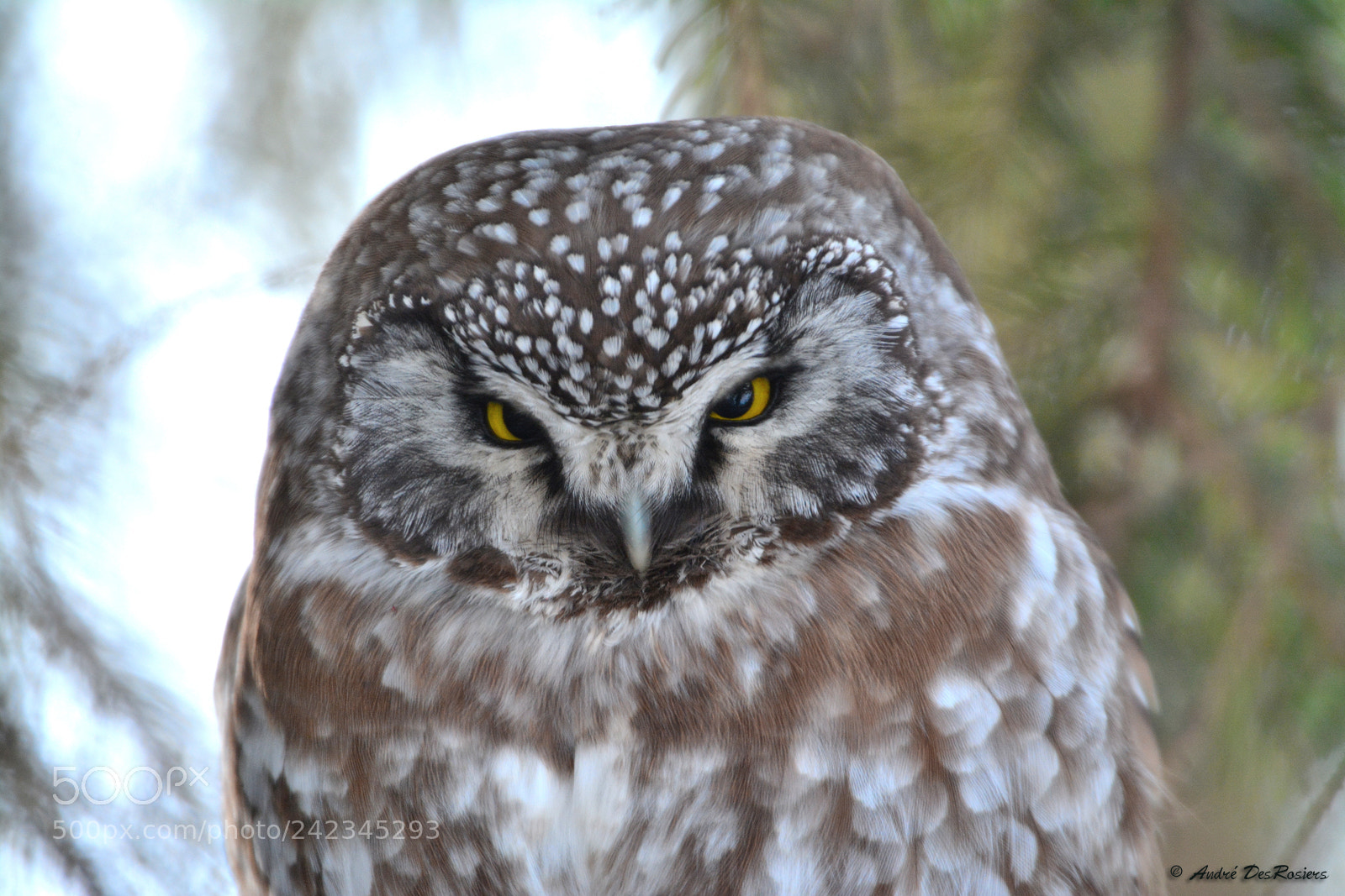 Nikon D7100 sample photo. Nyctale de tengmalm boreal photography
