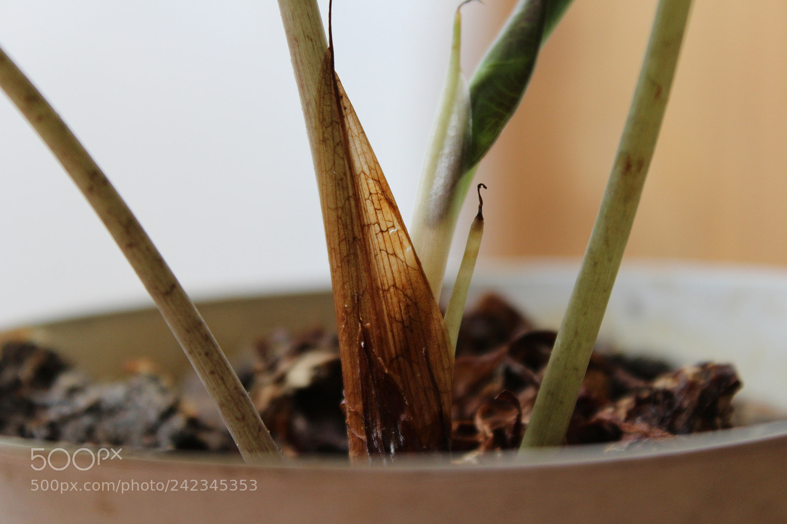 Canon EOS 1200D (EOS Rebel T5 / EOS Kiss X70 / EOS Hi) sample photo. A vida plantada em photography