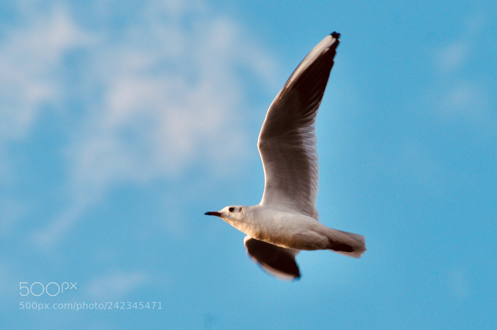 Nikon D90 sample photo. カモメ photography