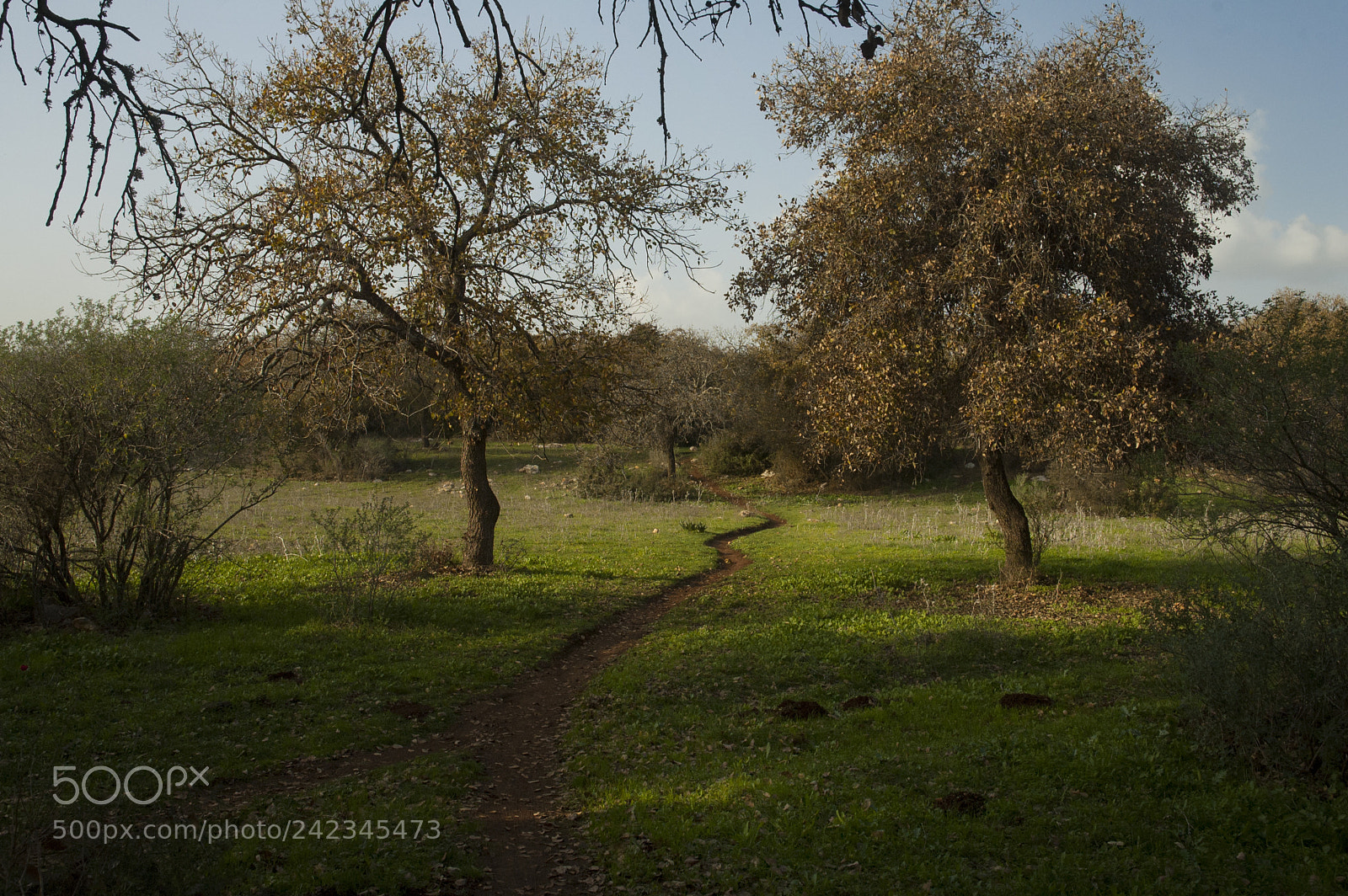 Nikon D70s sample photo. 291 solelim single track photography