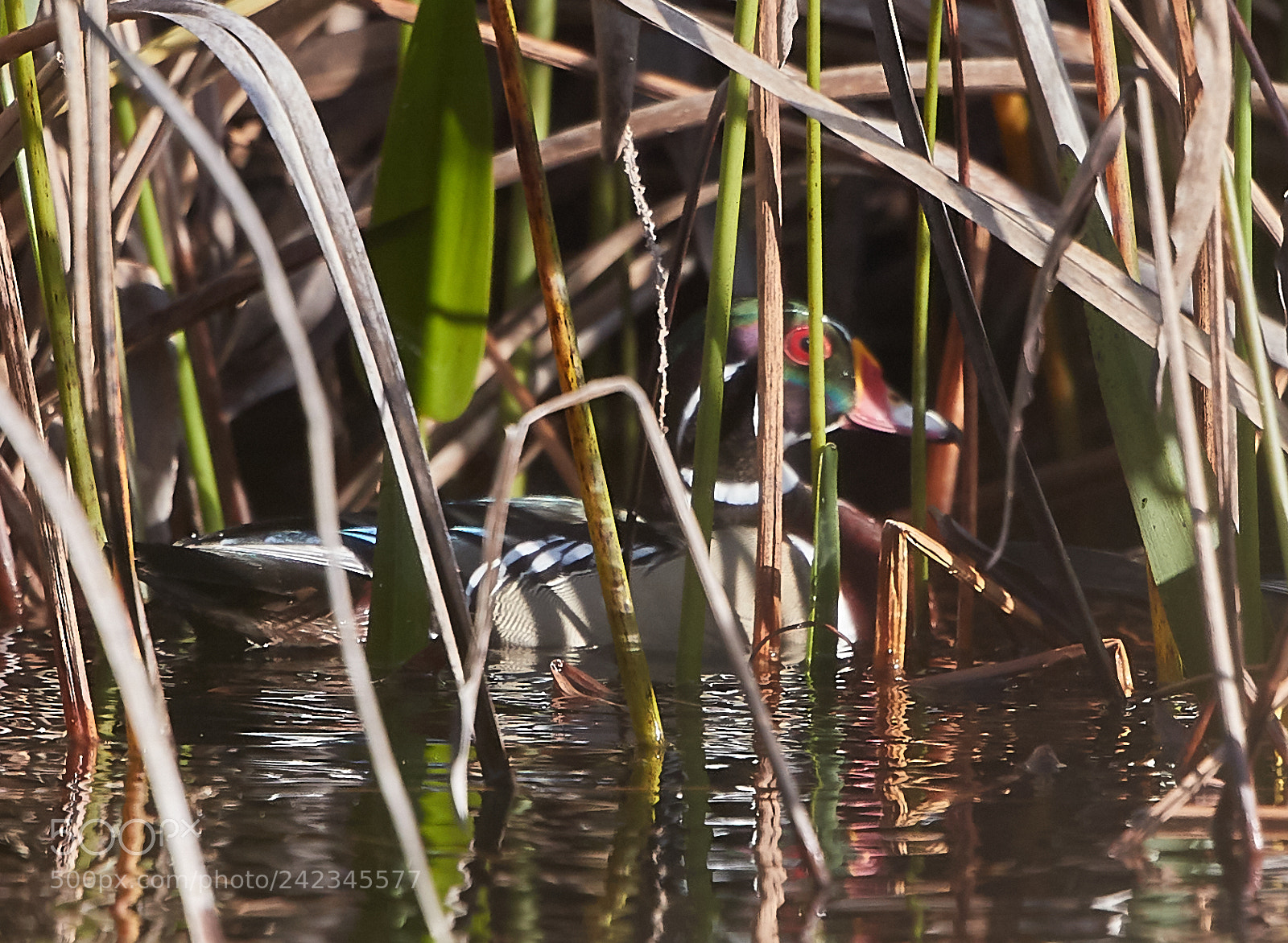 Canon EOS-1D X Mark II sample photo. 01-13-18-9125 3.jpg photography
