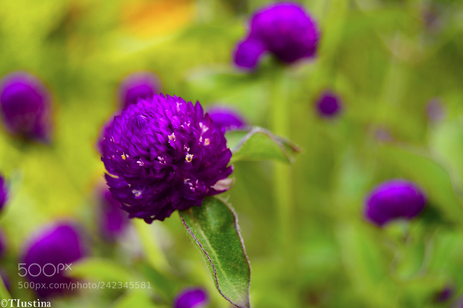 Nikon D3200 sample photo. Purple photography