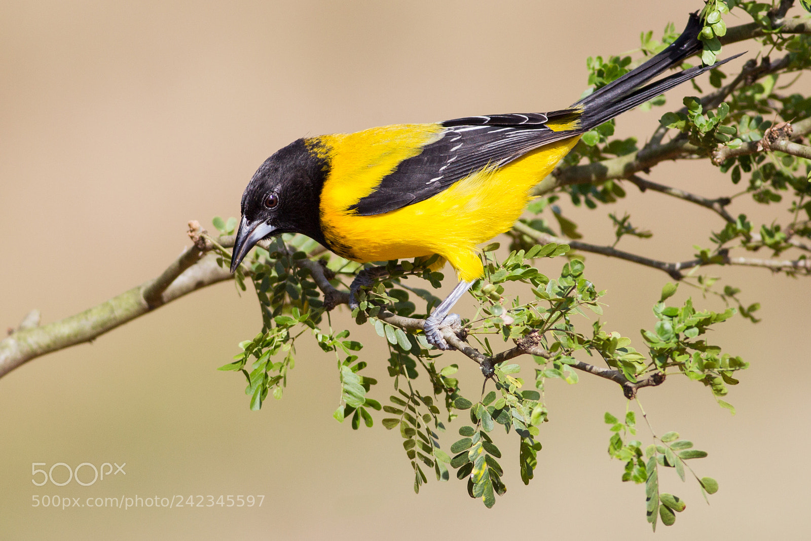 Canon EOS-1D Mark IV sample photo. Audubon's oriole photography