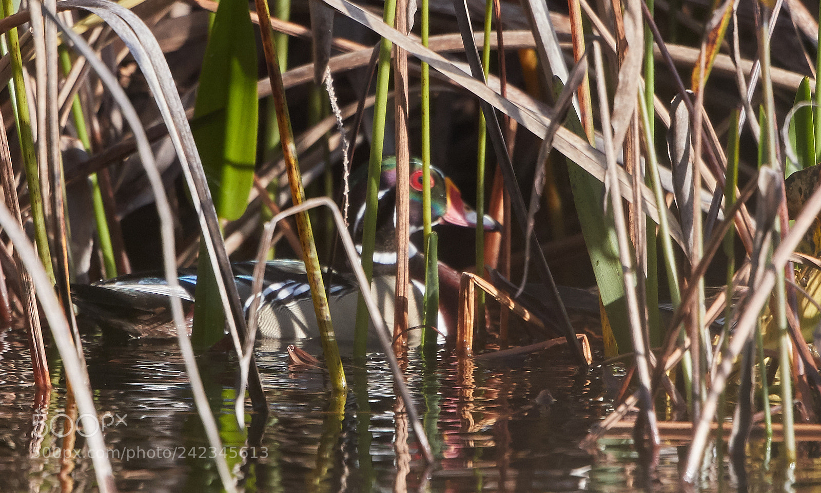 Canon EOS-1D X Mark II sample photo. 01-13-18-9125 2.jpg photography