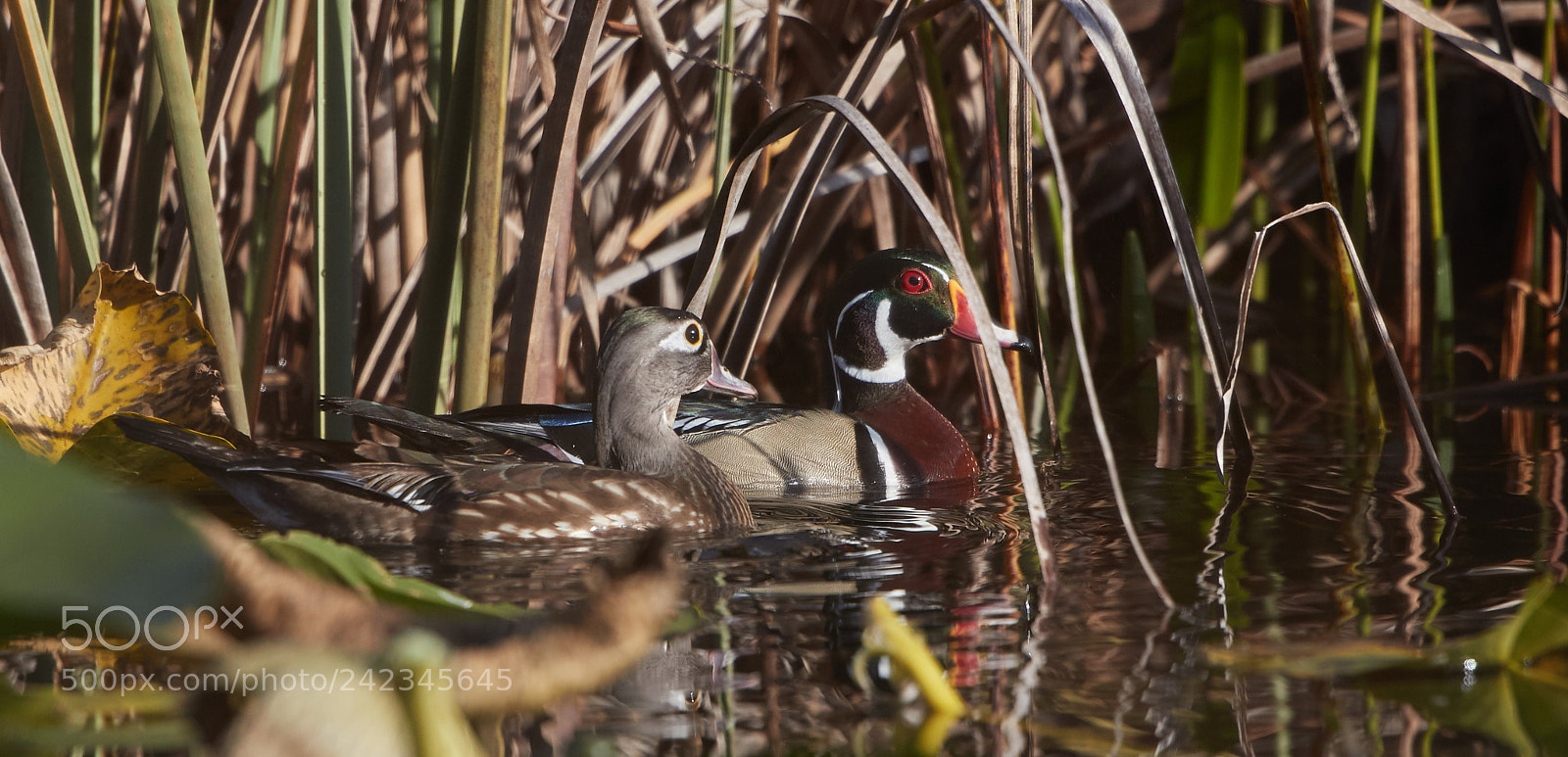 Canon EOS-1D X Mark II sample photo. 01-13-18-9128 1.jpg photography