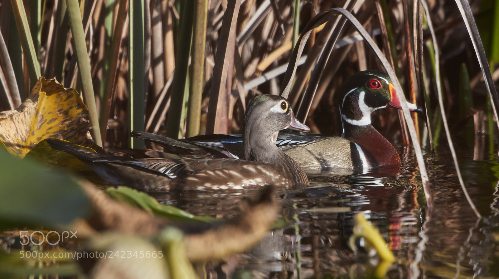 Canon EOS-1D X Mark II sample photo. 01-13-18-9128.jpg photography