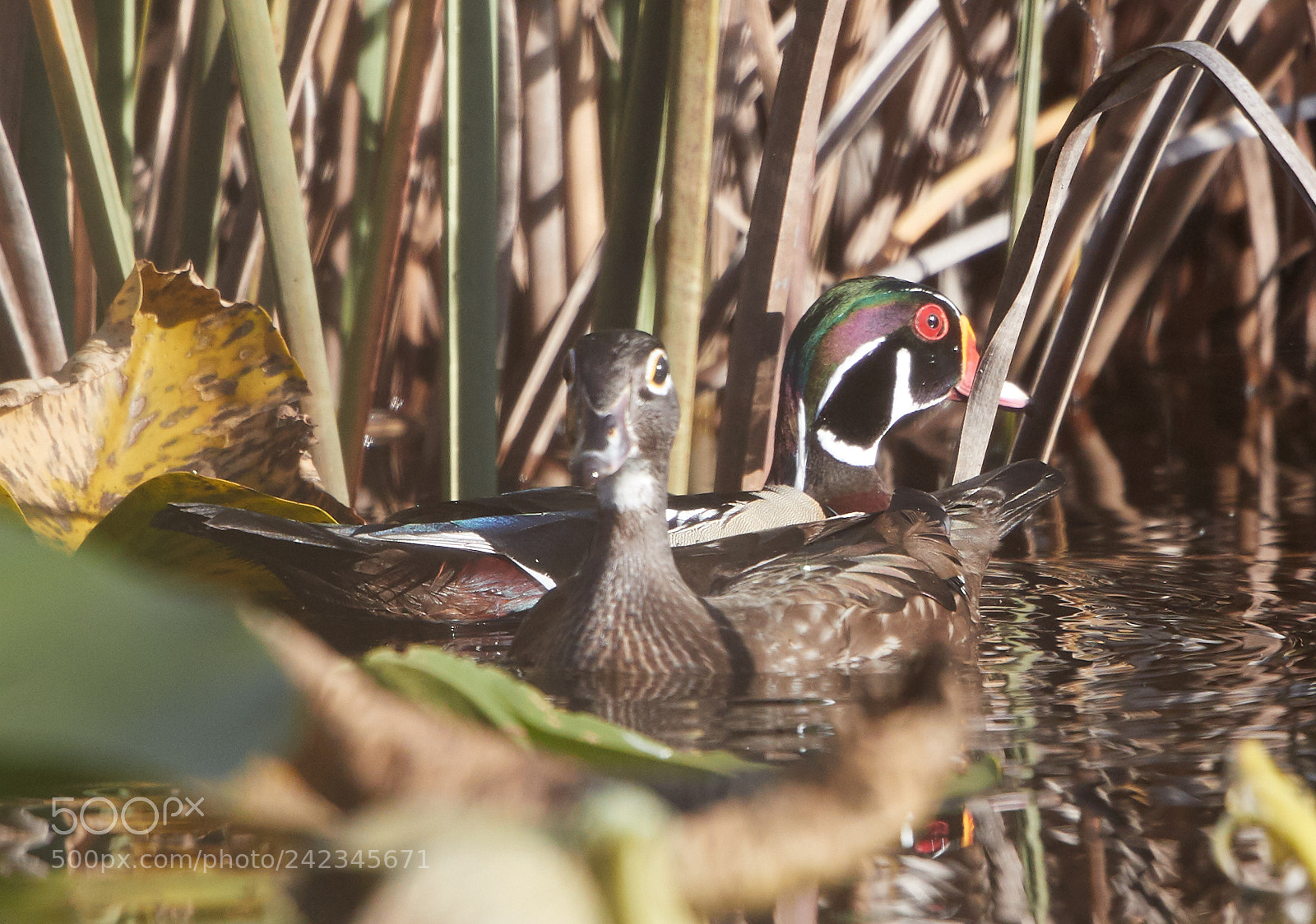 Canon EOS-1D X Mark II sample photo. 01-13-18-9129.jpg photography