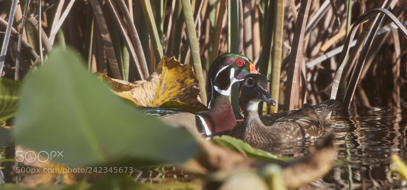 Canon EOS-1D X Mark II sample photo. 01-13-18-9130.jpg photography