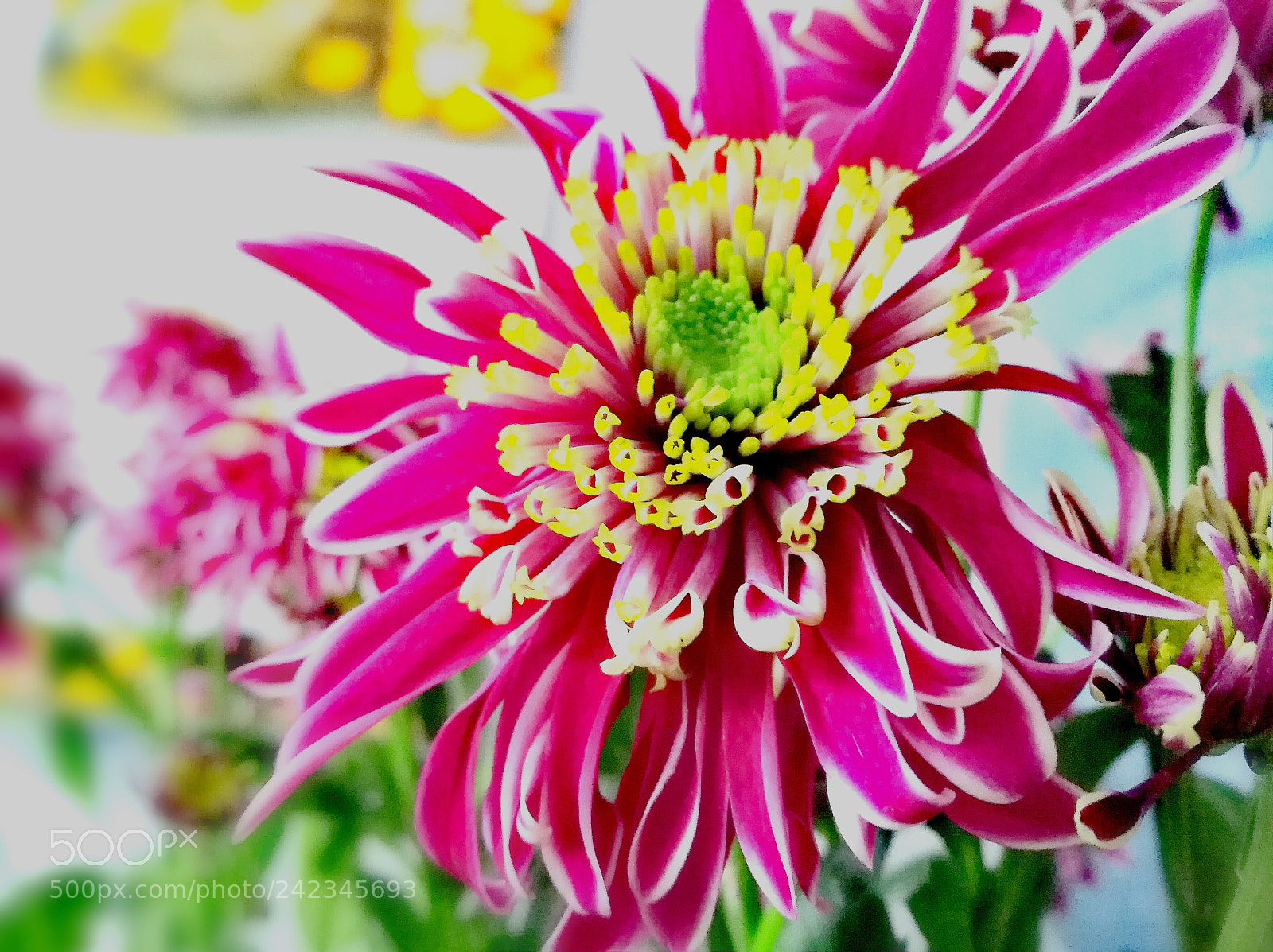 HUAWEI nova sample photo. A pink flower photography