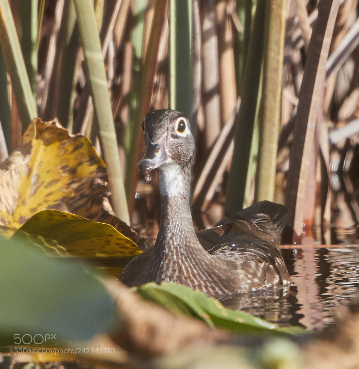 Canon EOS-1D X Mark II sample photo. 01-13-18-9131 1.jpg photography