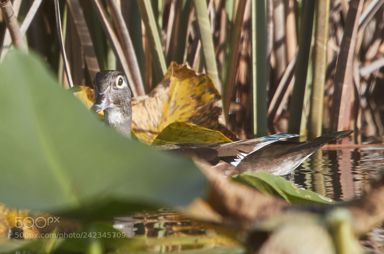 Canon EOS-1D X Mark II sample photo. 01-13-18-9133 1.jpg photography
