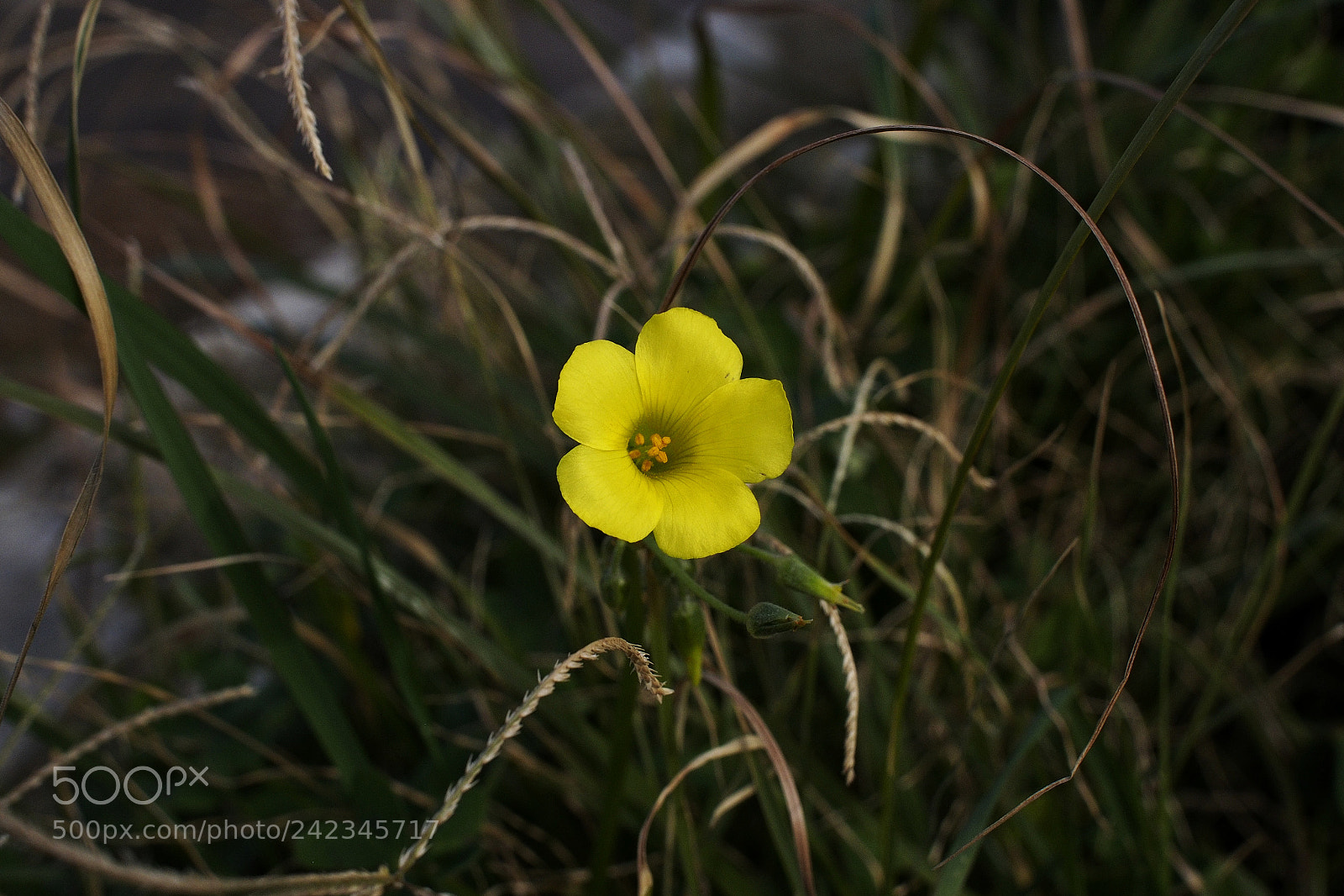 Olympus OM-D E-M5 sample photo. Lonely yellow photography