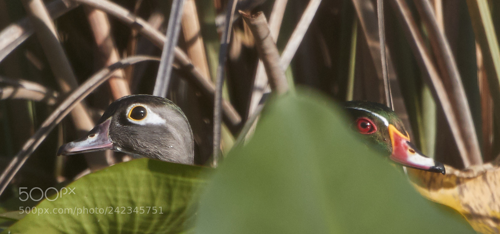 Canon EOS-1D X Mark II sample photo. 01-13-18-9135.jpg photography