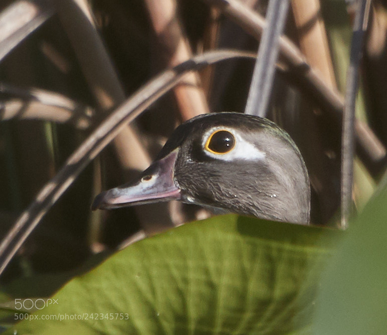 Canon EOS-1D X Mark II sample photo. 01-13-18-9135 1.jpg photography