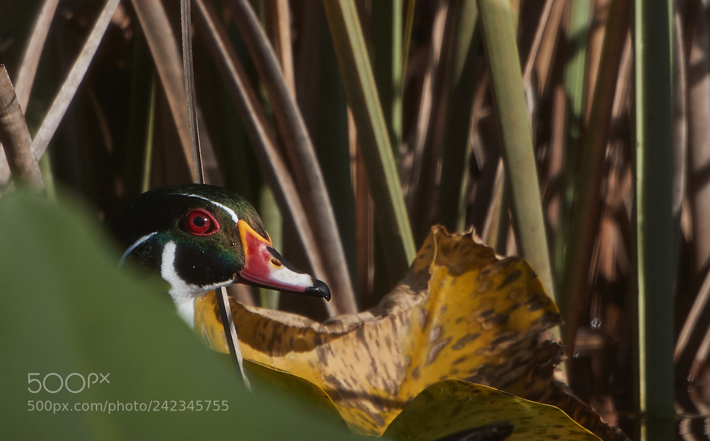 Canon EOS-1D X Mark II sample photo. 01-13-18-9136.jpg photography