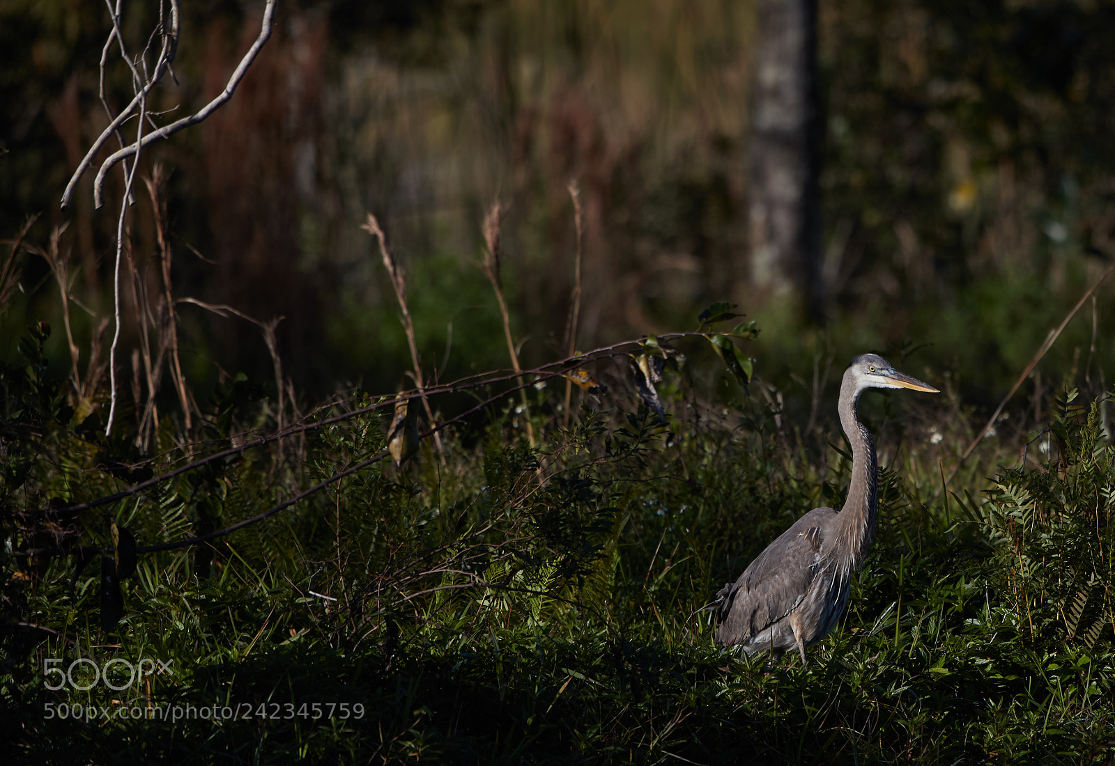 Canon EOS-1D X Mark II sample photo. 01-13-18-9086 5.jpg photography