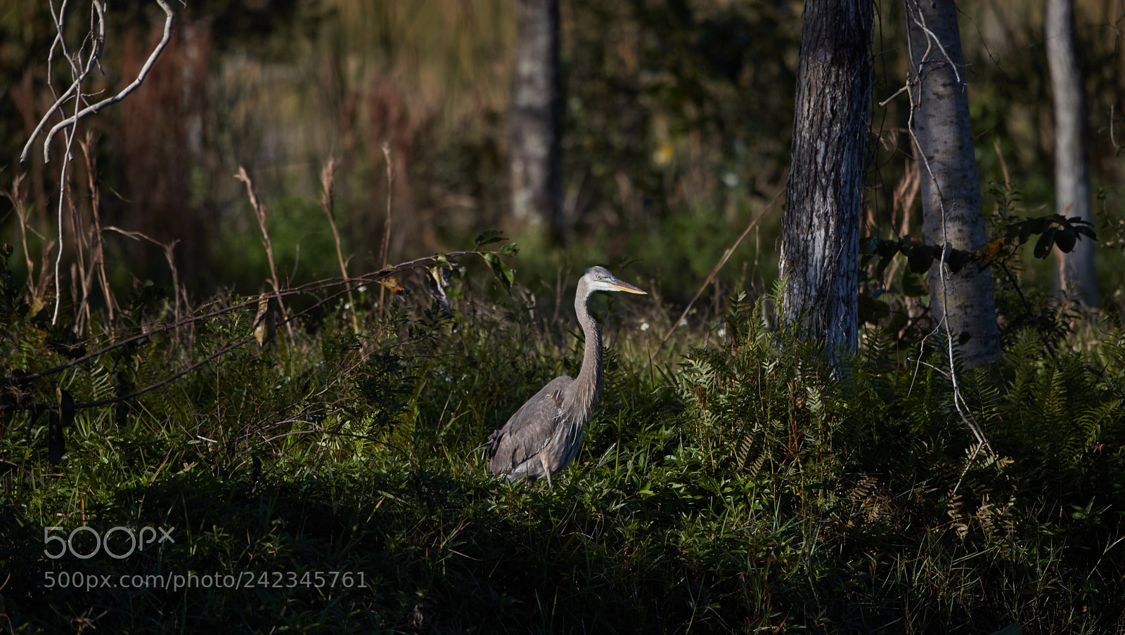Canon EOS-1D X Mark II sample photo. 01-13-18-9086 6.jpg photography