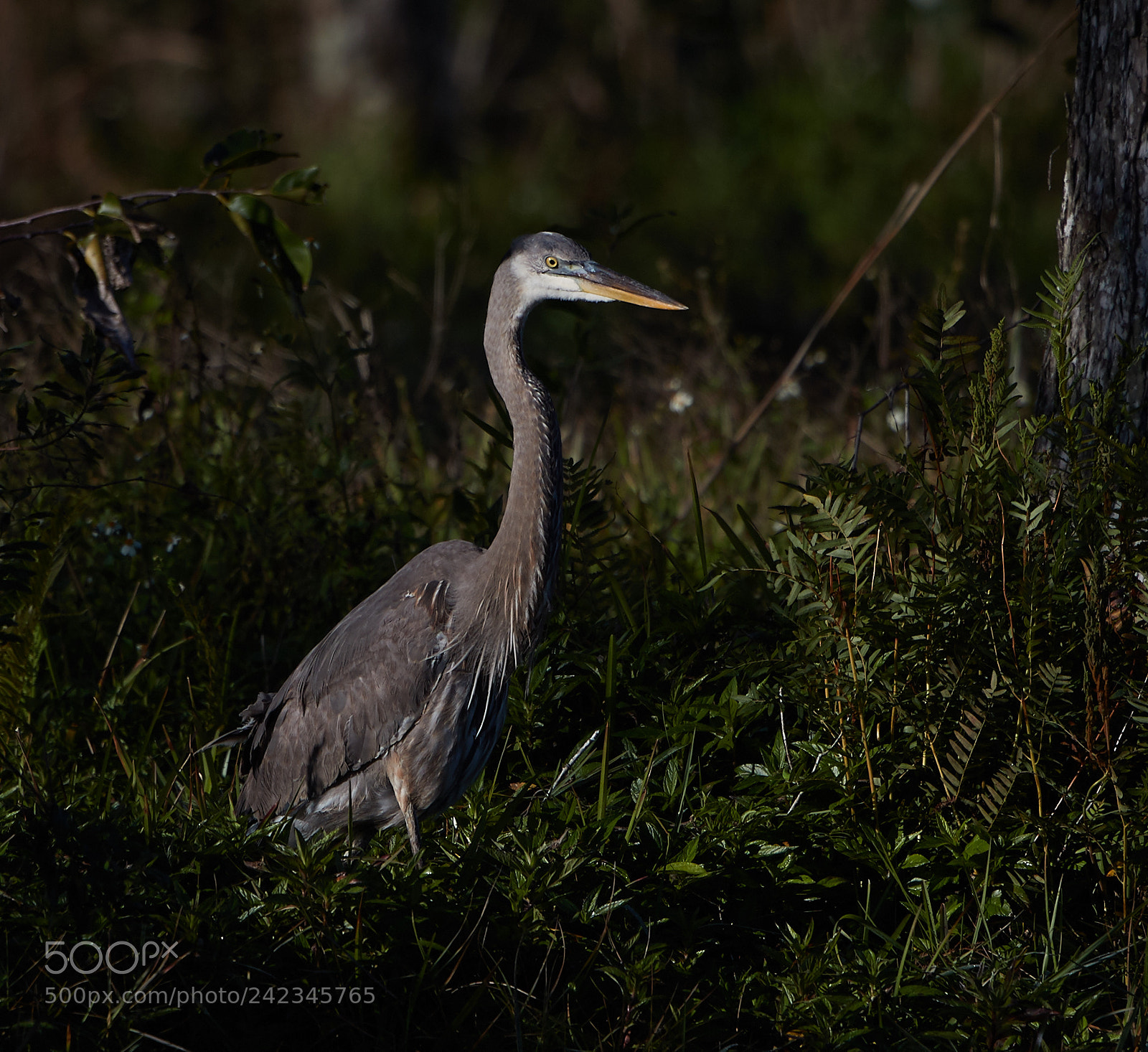 Canon EOS-1D X Mark II sample photo. 01-13-18-9086 4.jpg photography