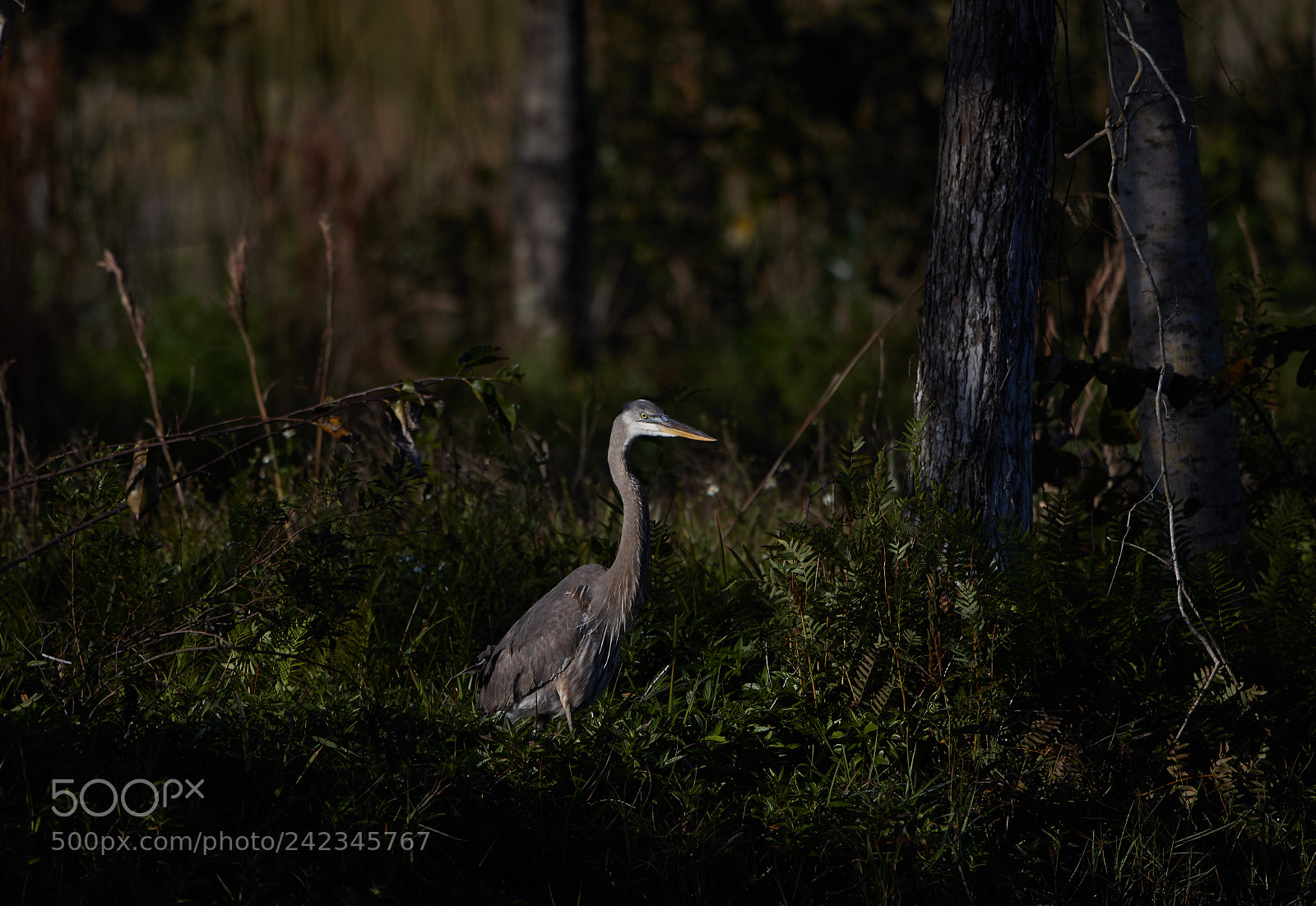 Canon EOS-1D X Mark II sample photo. 01-13-18-9086 2.jpg photography