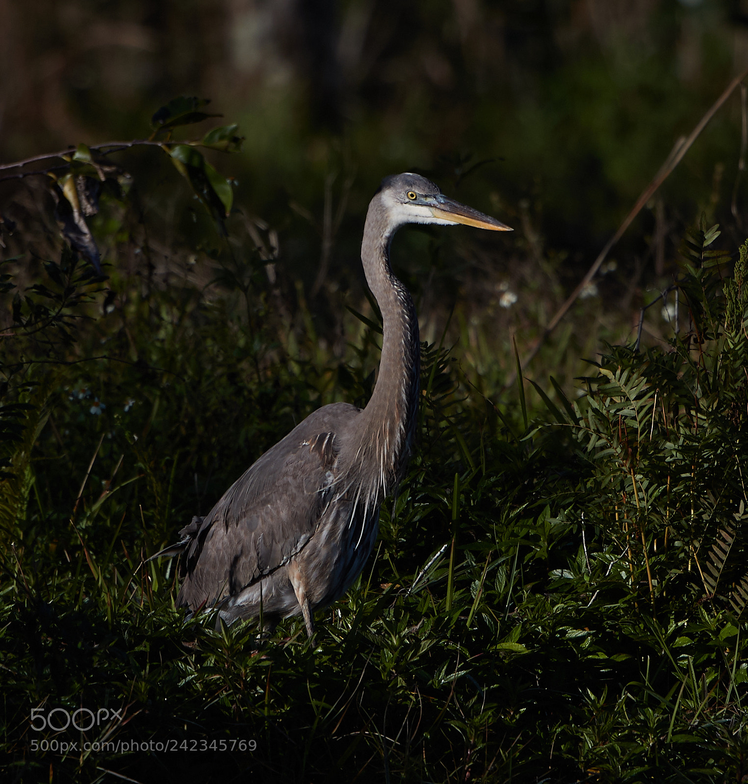 Canon EOS-1D X Mark II sample photo. 01-13-18-9086 3.jpg photography