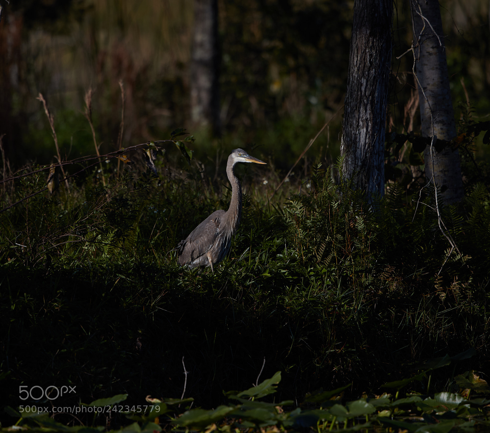 Canon EOS-1D X Mark II sample photo. 01-13-18-9086 1.jpg photography