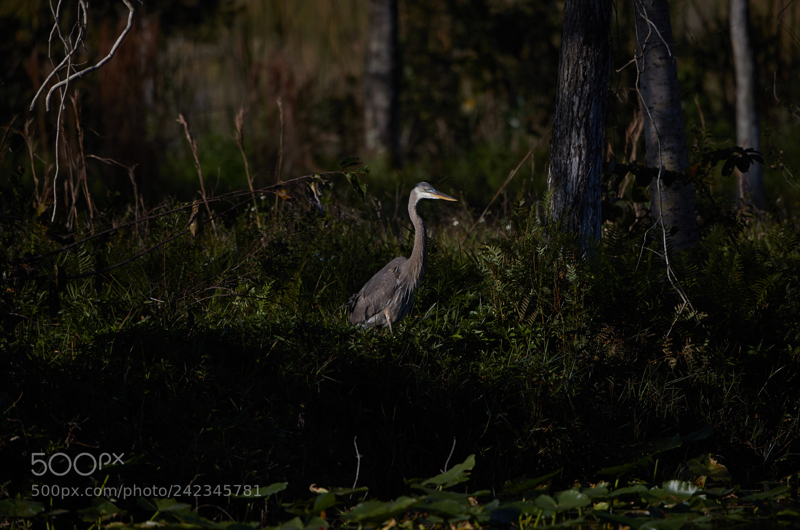 Canon EOS-1D X Mark II sample photo. 01-13-18-9086.jpg photography