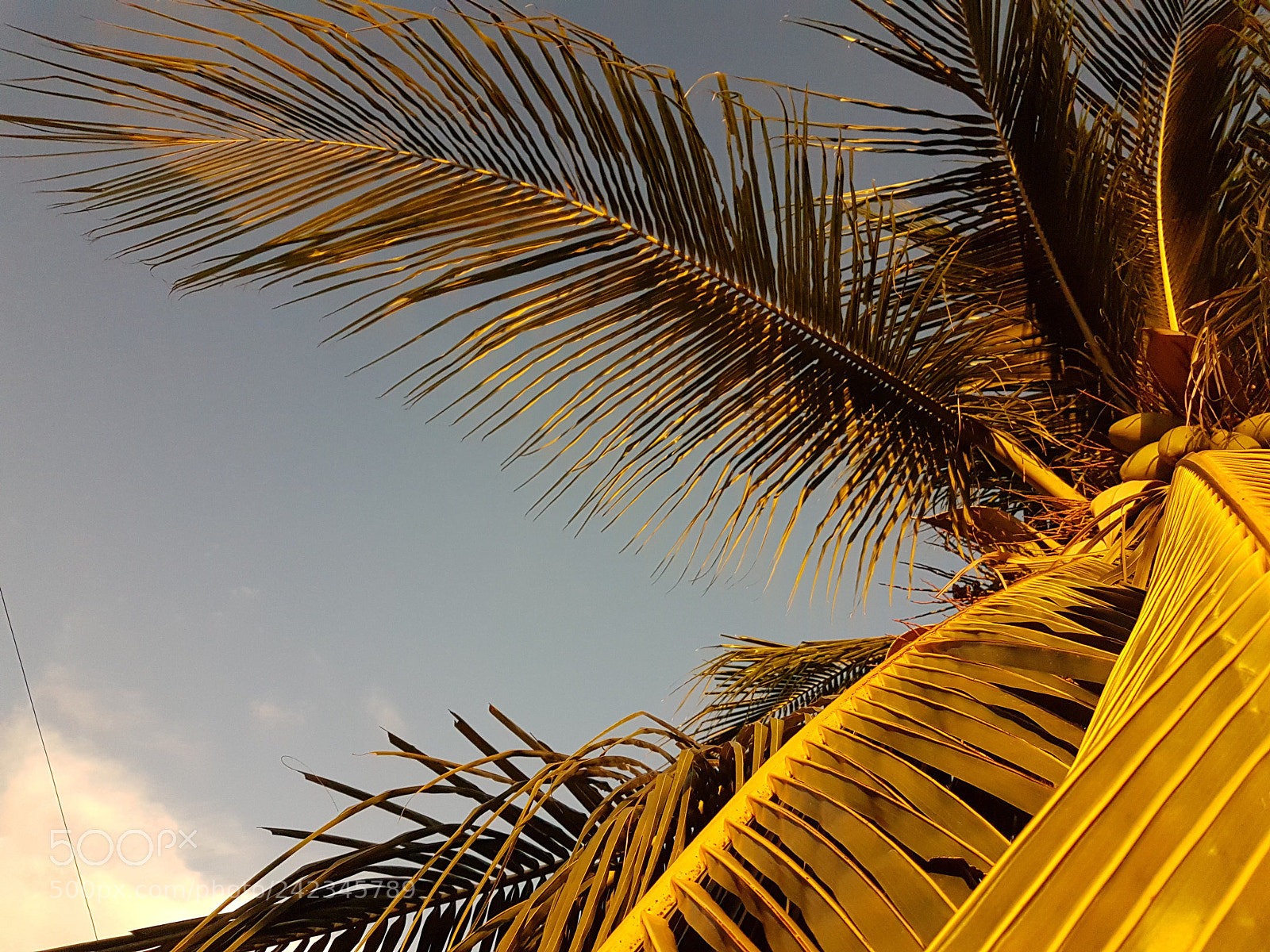 Samsung Galaxy S7 Edge sample photo. Sunset palm tree photography