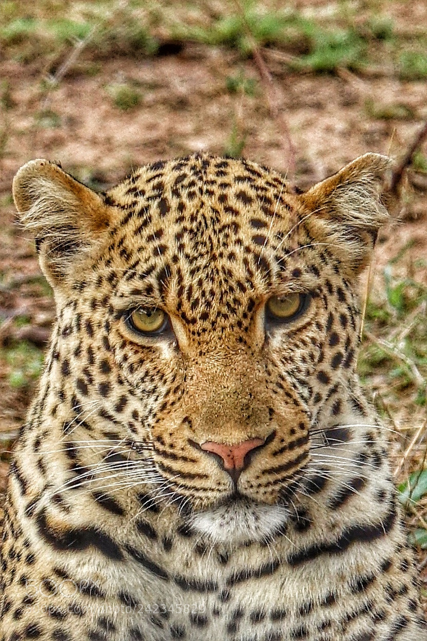 Sony Cyber-shot DSC-RX10 III sample photo. Leopard head shot photography