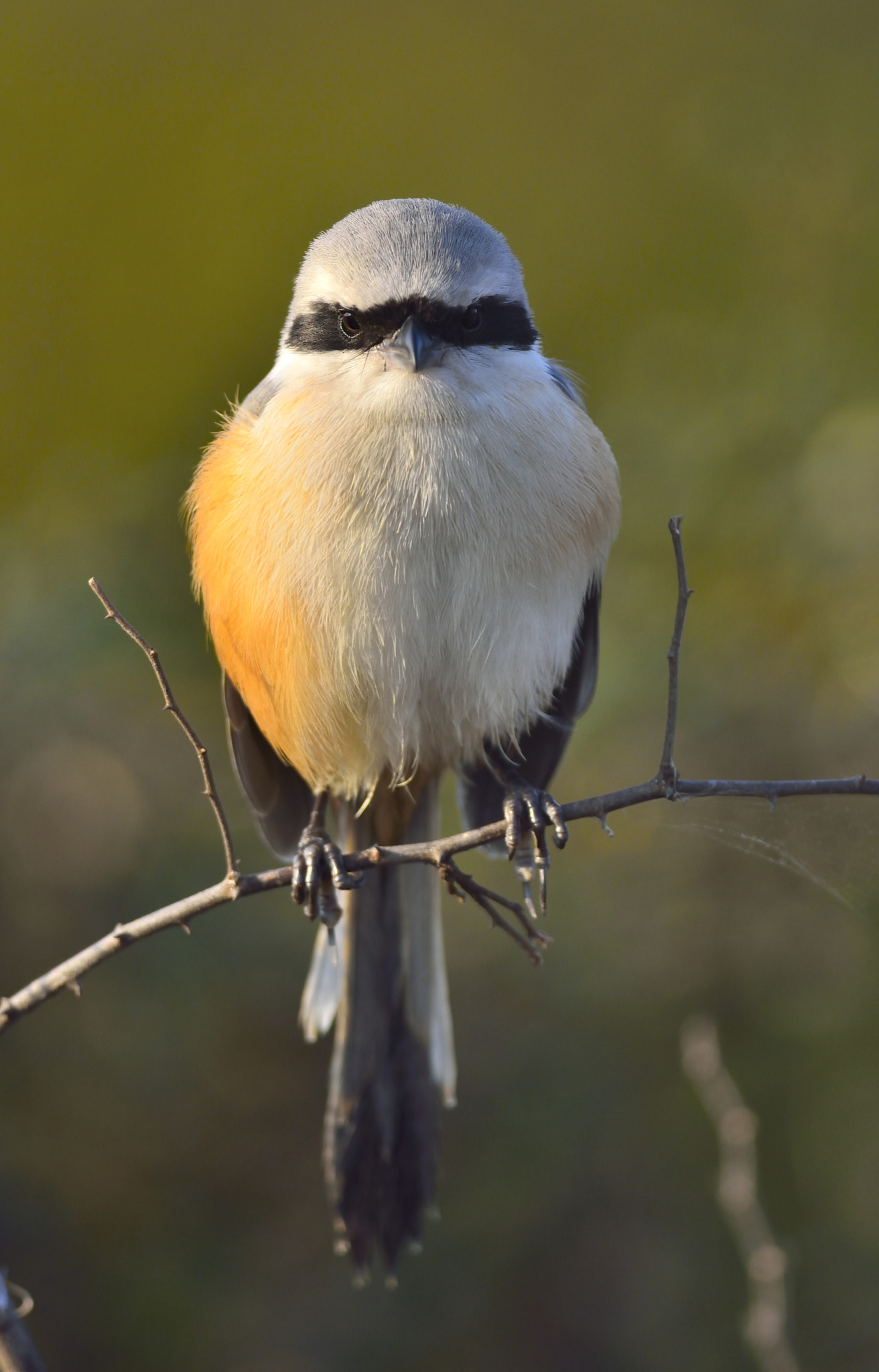 Nikon D5200 + Nikon AF-S Nikkor 300mm F4D ED-IF sample photo. Shrike photography