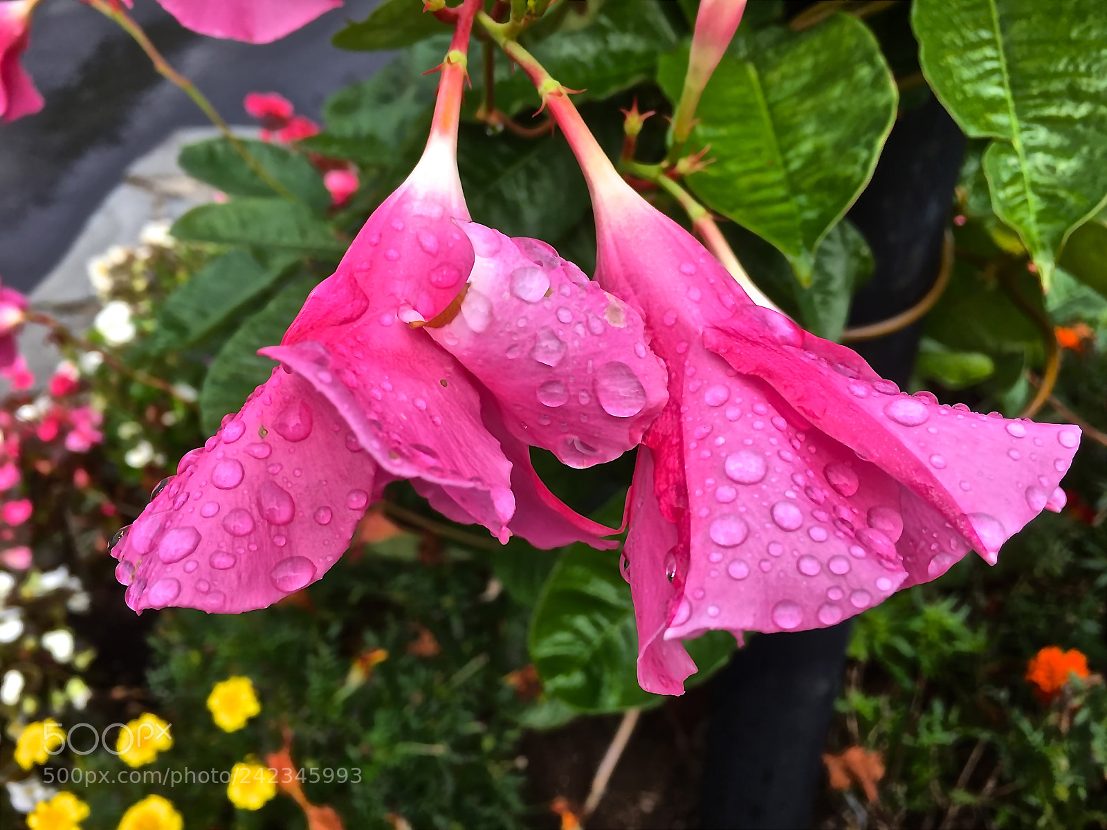 Apple iPhone 6s sample photo. Raindrops photography
