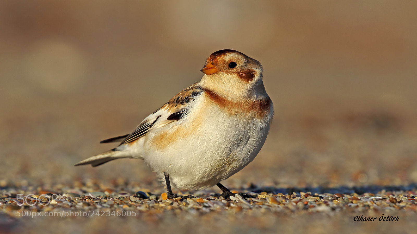 Canon EOS 7D Mark II sample photo. Snow bunting photography