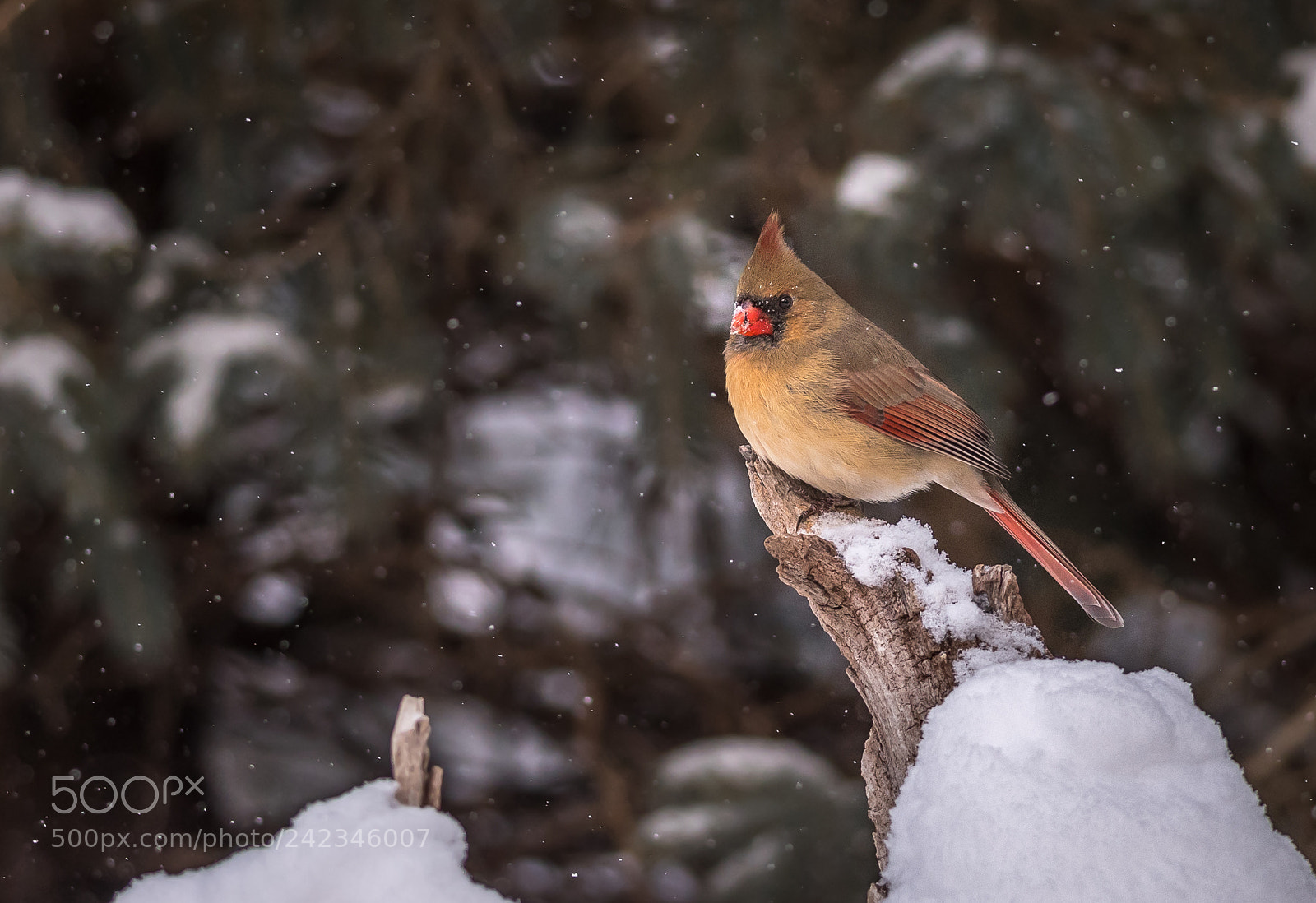 Nikon D500 sample photo. Female cardinal in snowfall photography