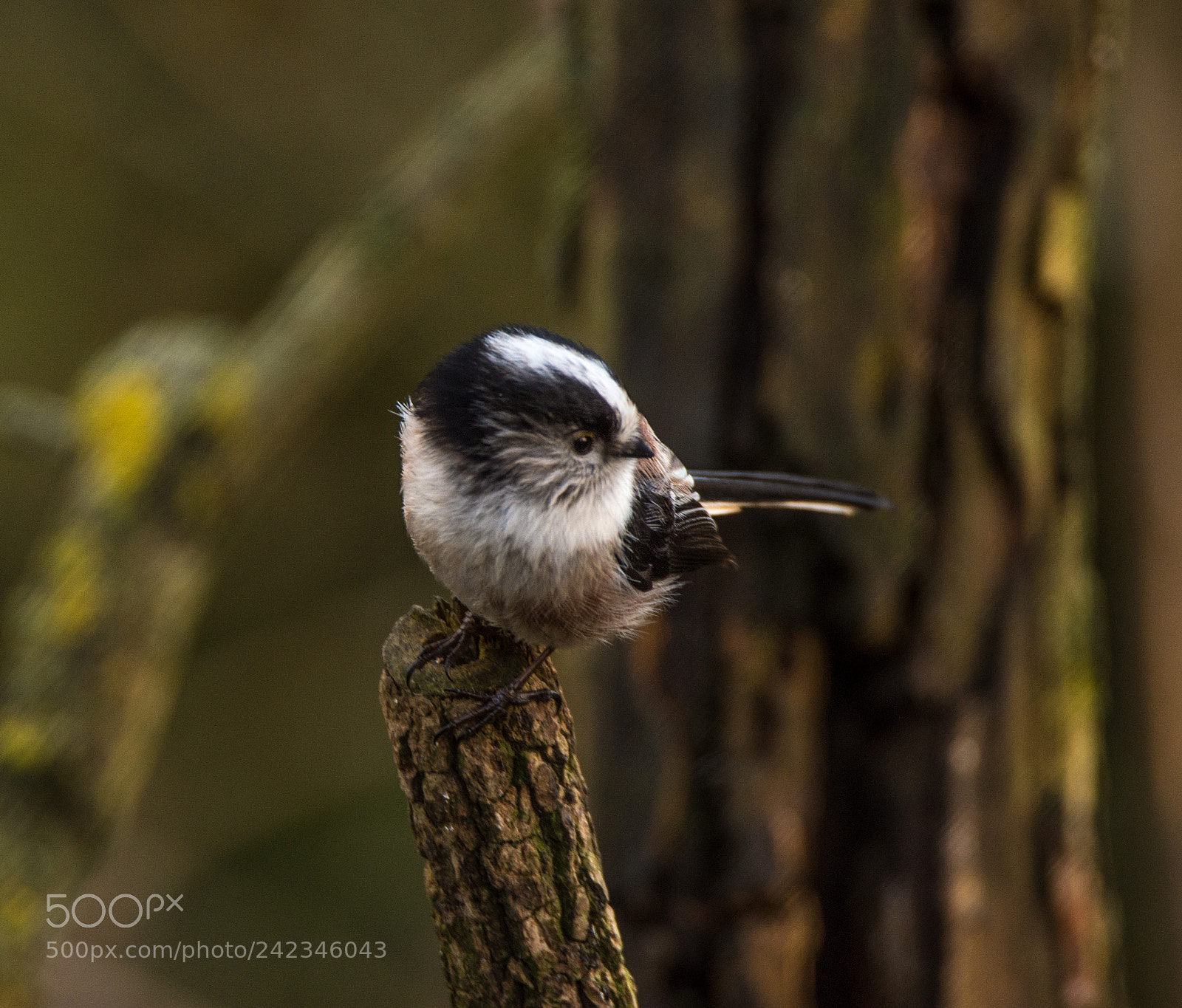 Nikon D7200 sample photo. Long tailed tit photography
