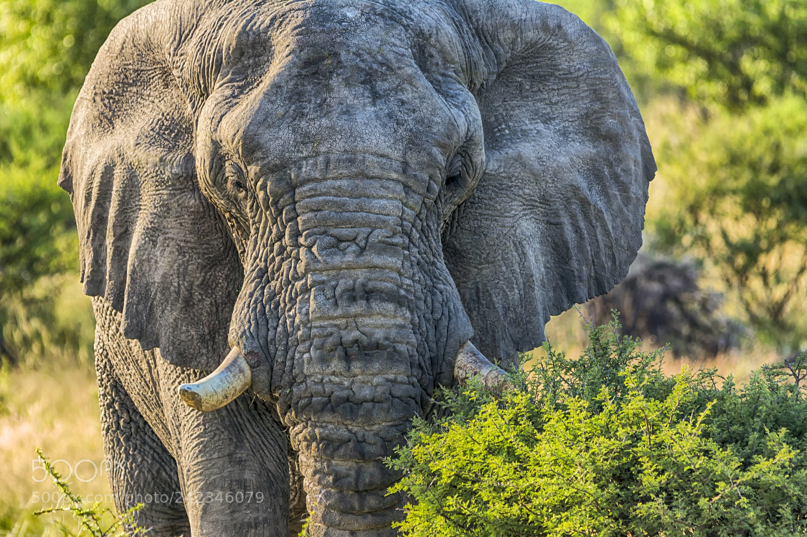 Nikon D7100 sample photo. Elephant photography