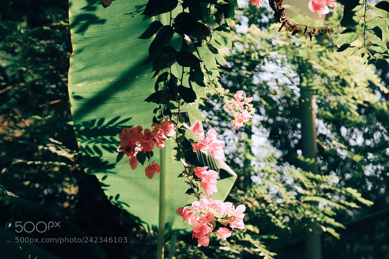 Canon EOS 6D Mark II sample photo. Untitled photography