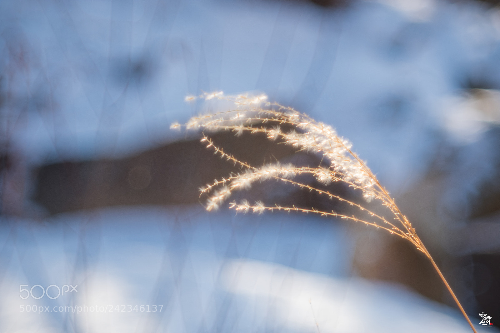 Fujifilm X-T2 sample photo. Shining photography