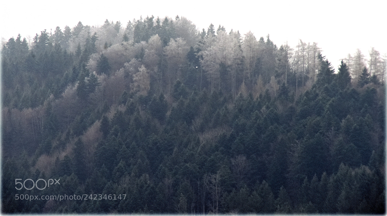 Nikon D810 sample photo. "frosty" photography