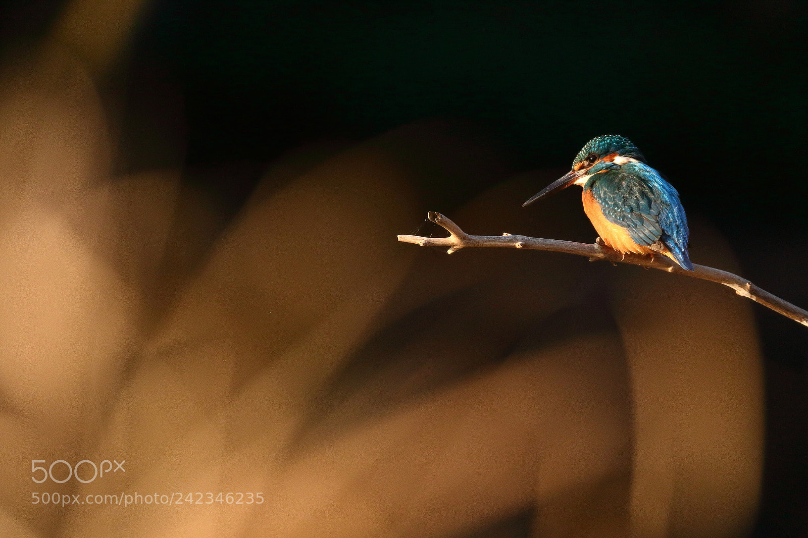 Canon EOS 7D Mark II sample photo. Kingfisher 7948 photography