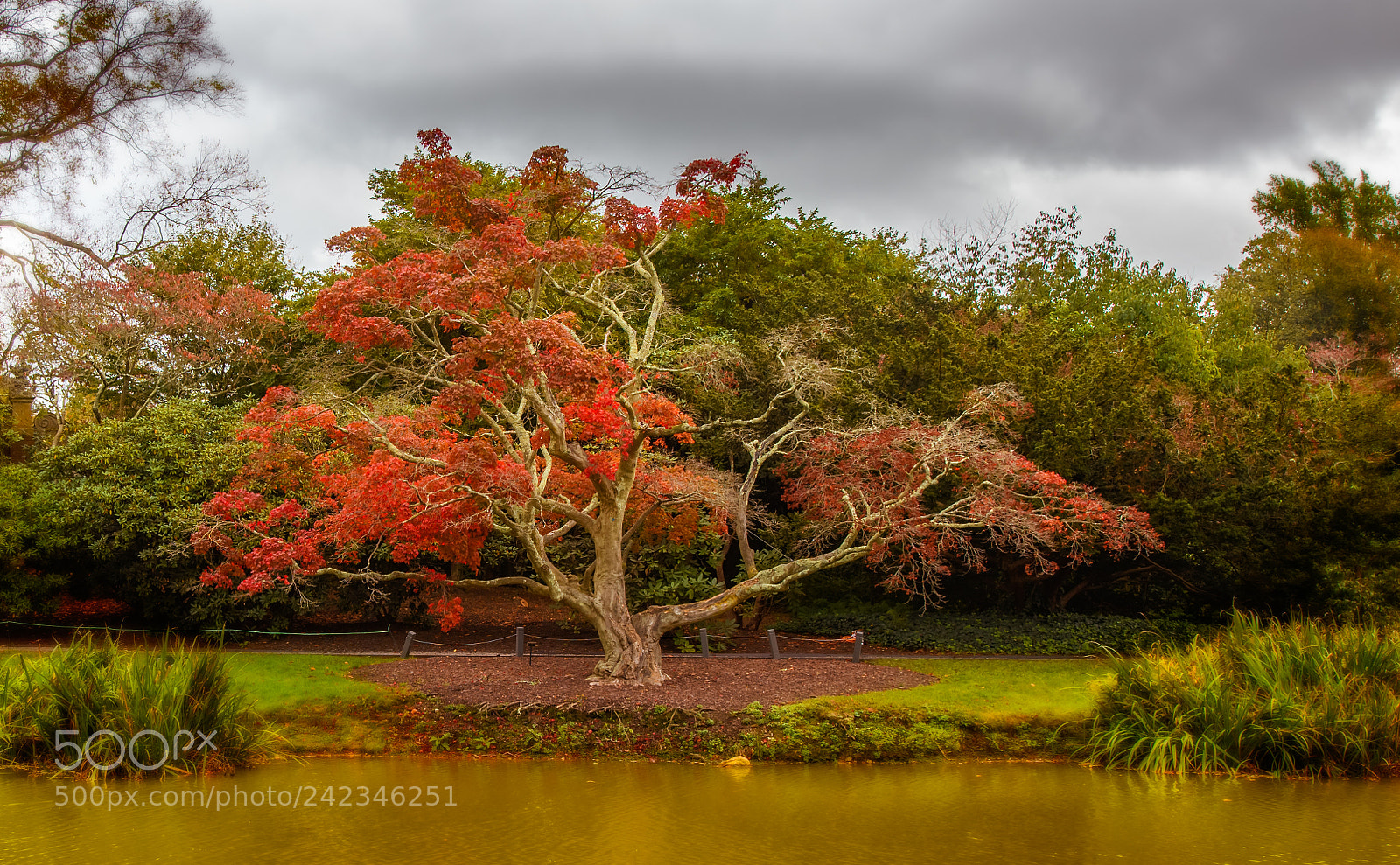 Nikon D850 sample photo. One tree to stand photography