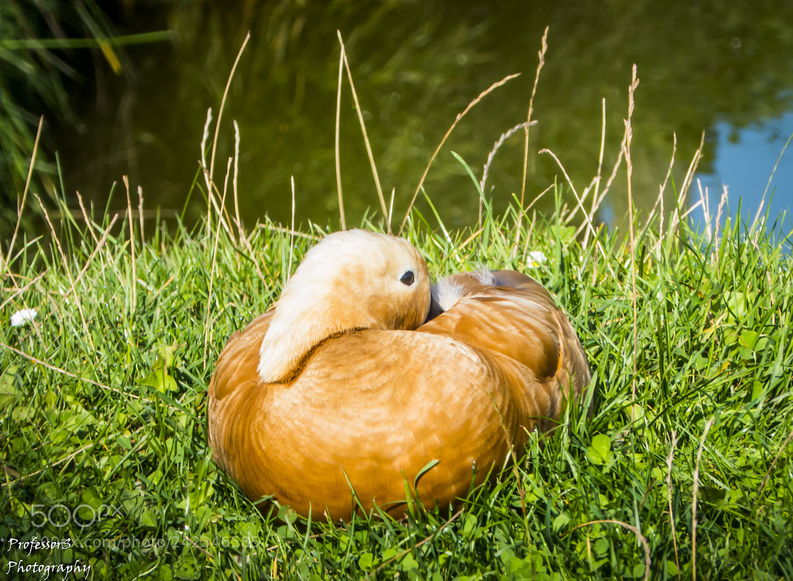 Panasonic Lumix DMC-FZ200 sample photo. Mandarin duck photography