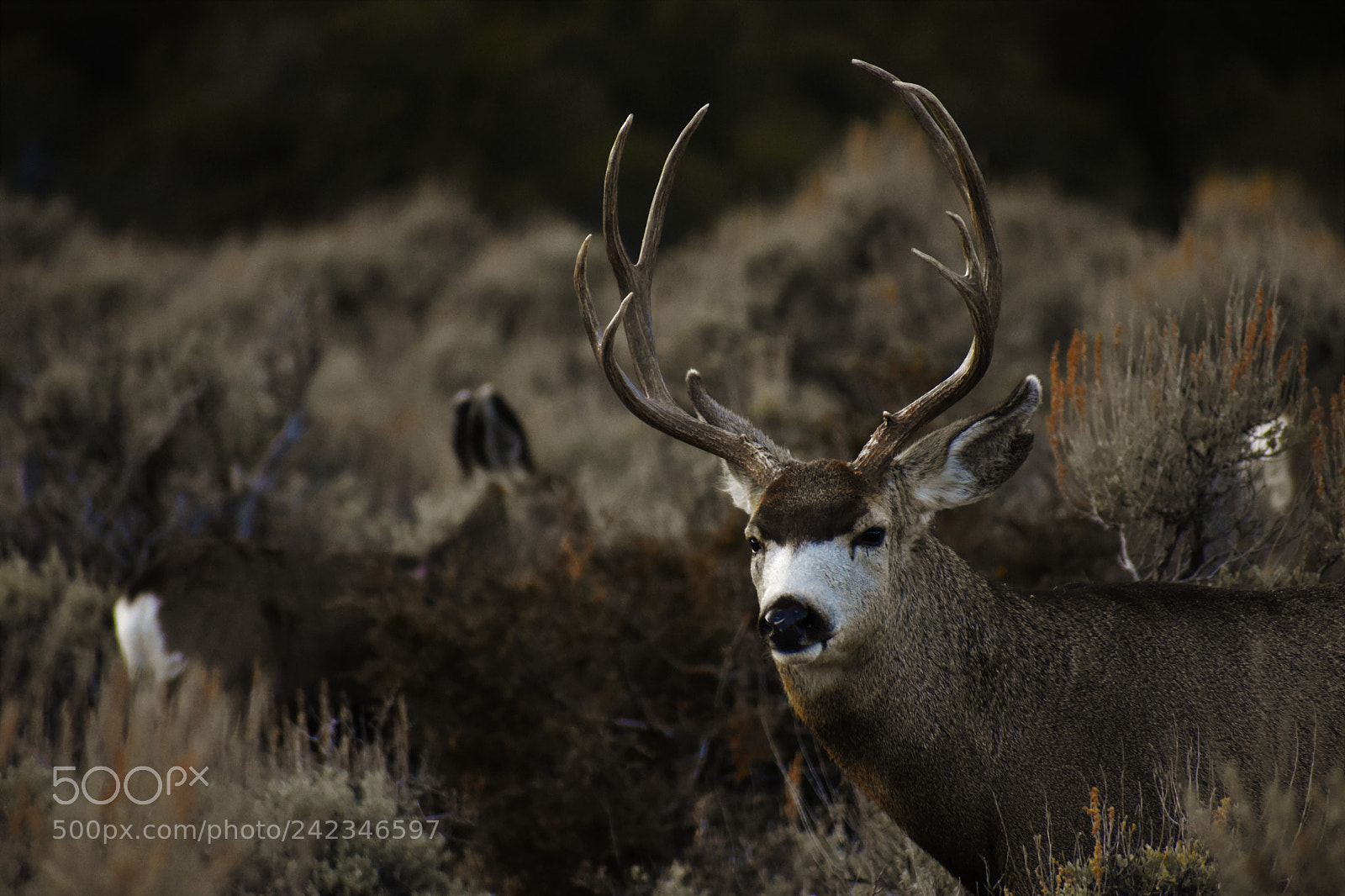 Nikon D3400 sample photo. Evening buck photography
