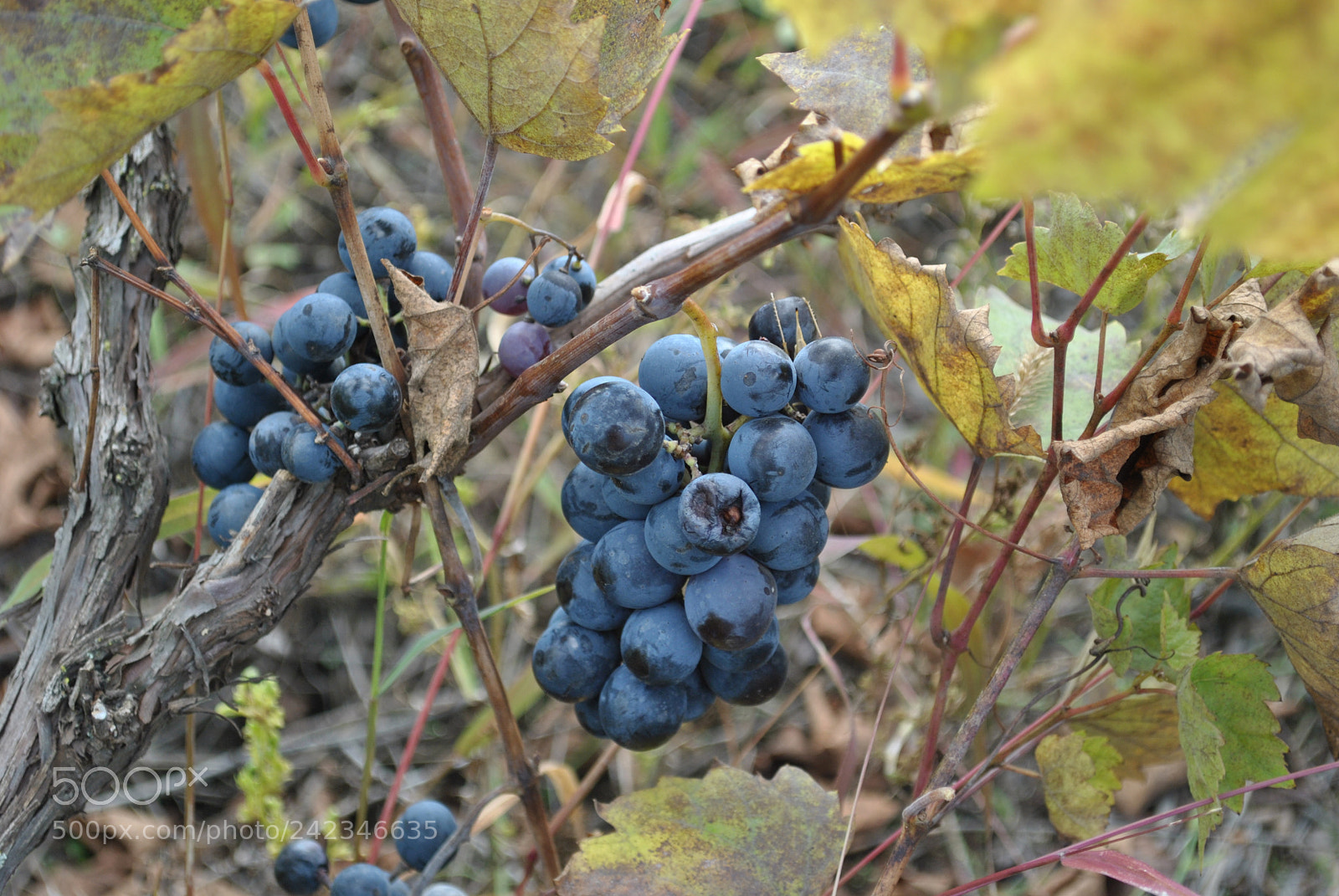 Nikon D3000 sample photo. Autumn in the country photography