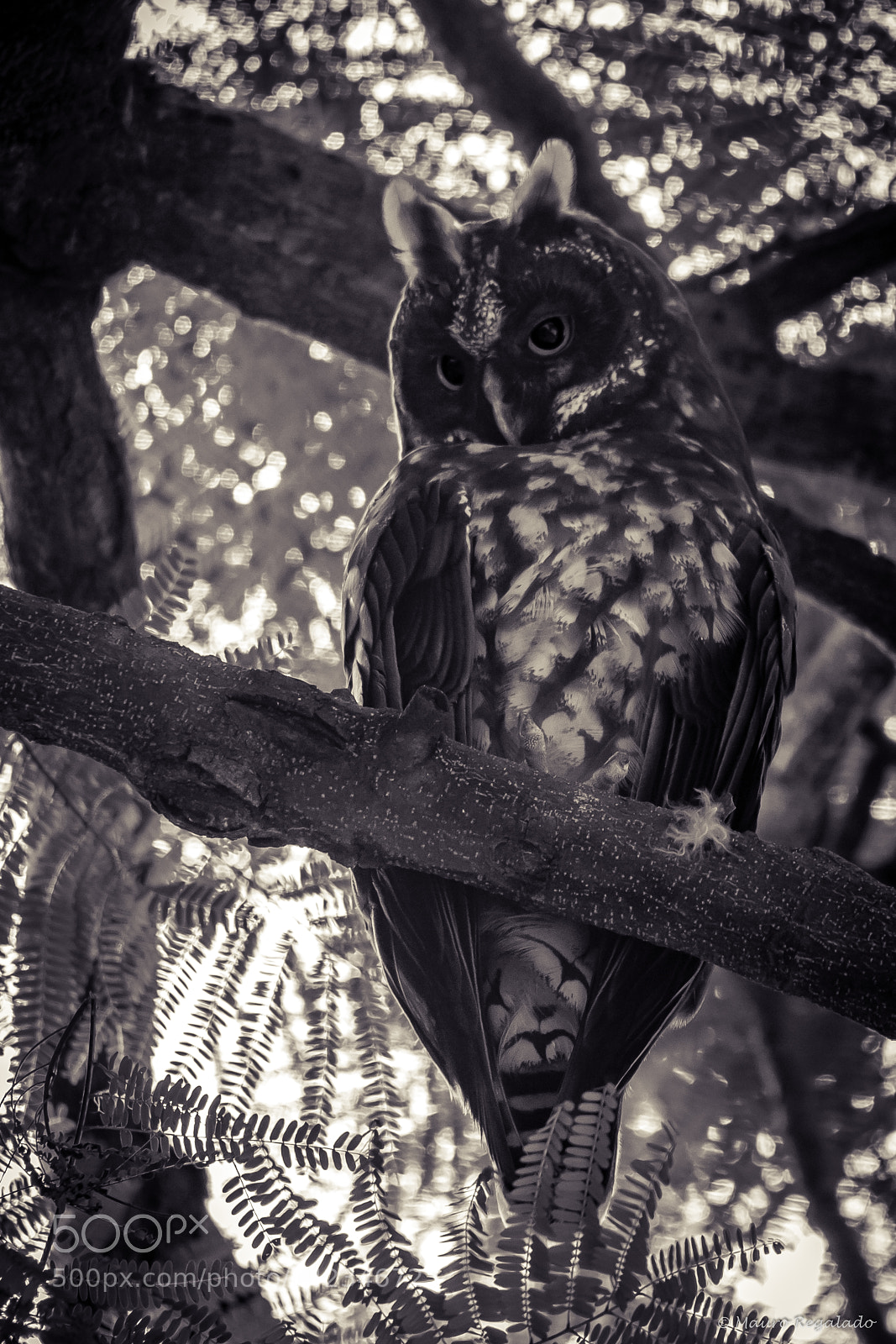 Canon EOS 60D sample photo. Mocho diabo photography